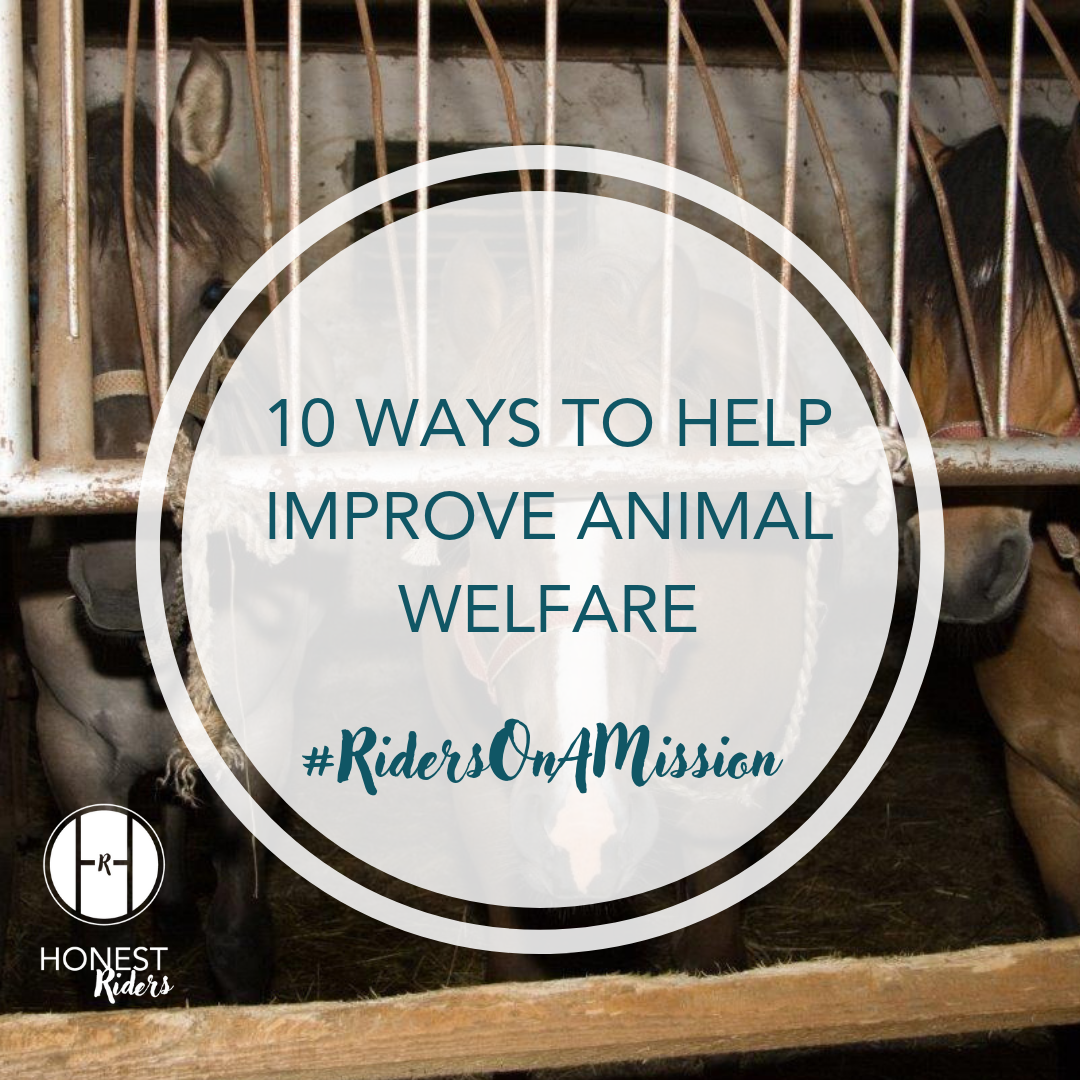 10 ways equestrians can help improve animal welfare