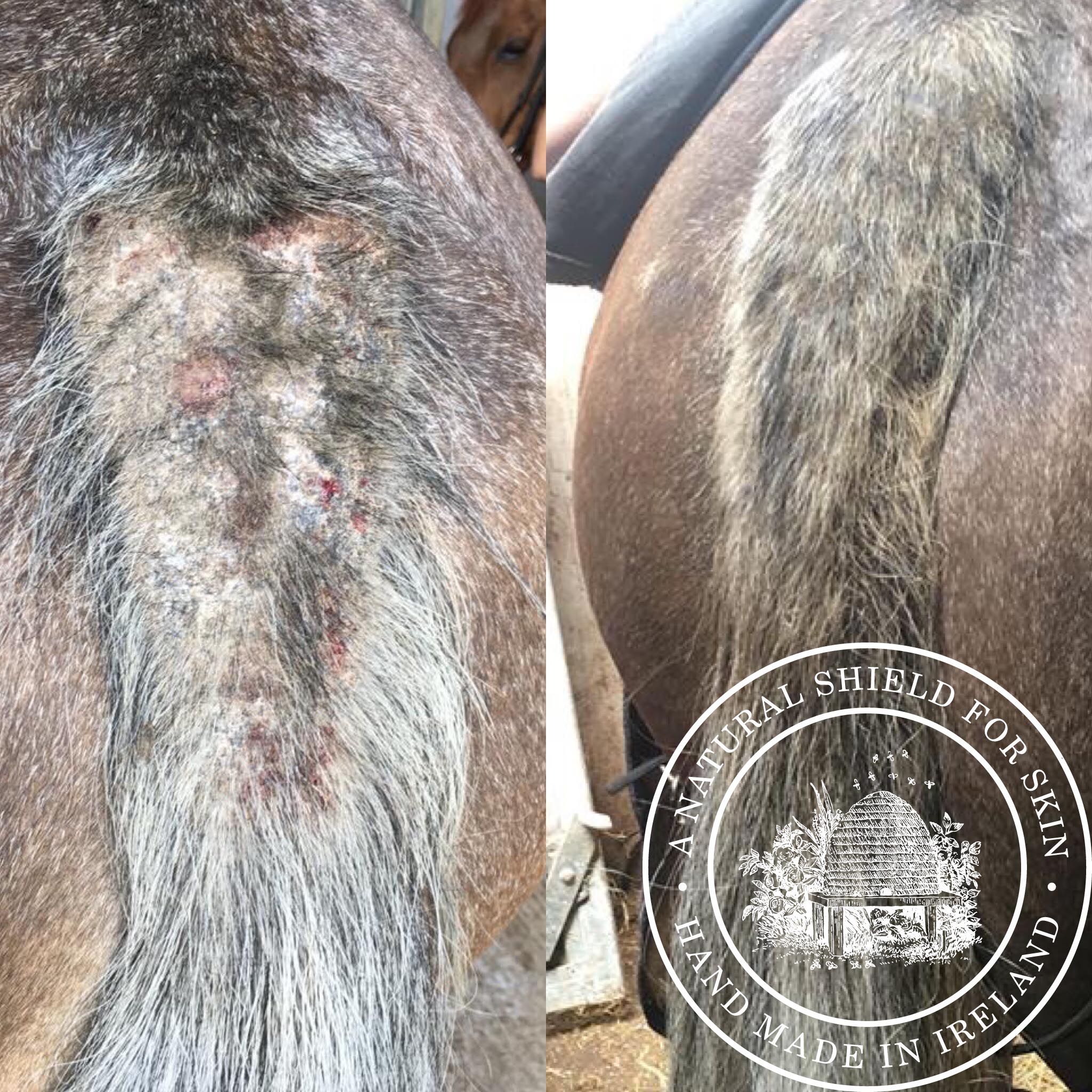 Mother Bee: Sweet Relief - Honest Riders